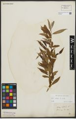 Foto von Salix alba L.